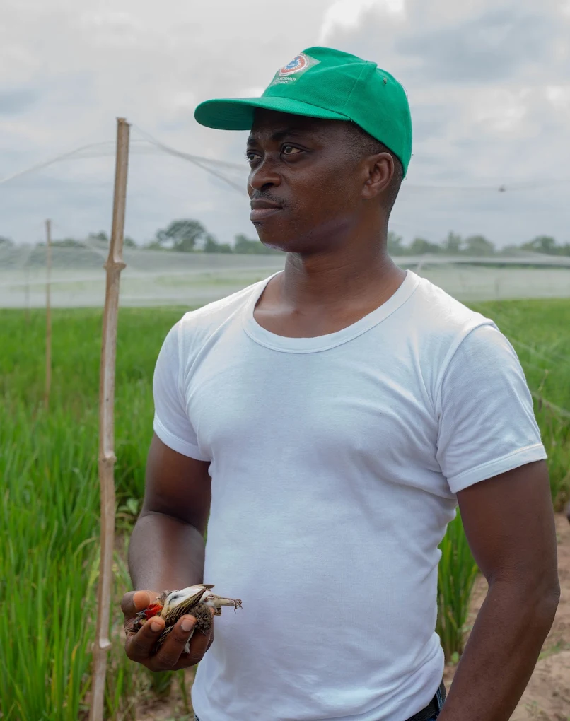 A farm worker standing among rice crops
