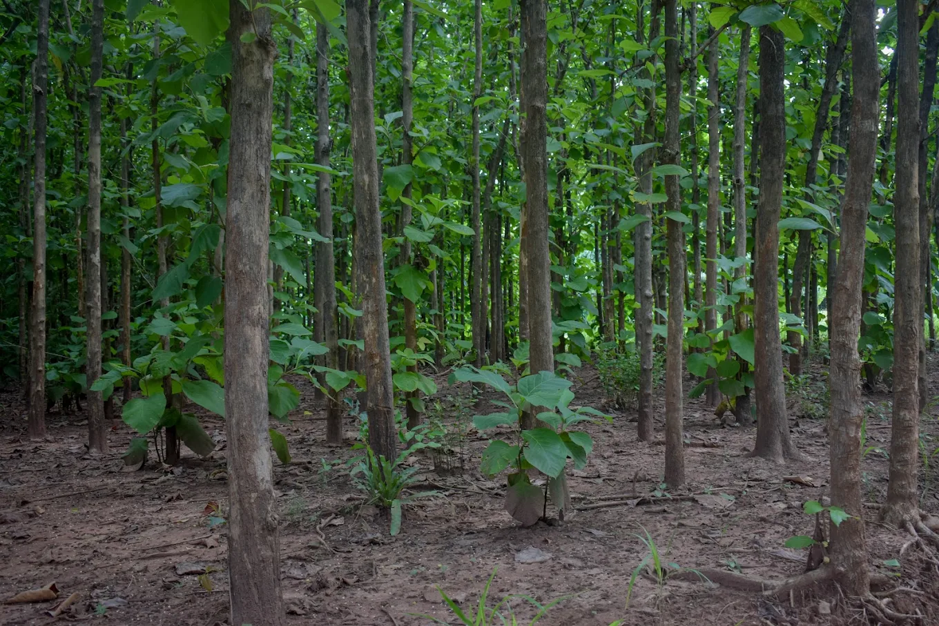 A stand of trees at the farm