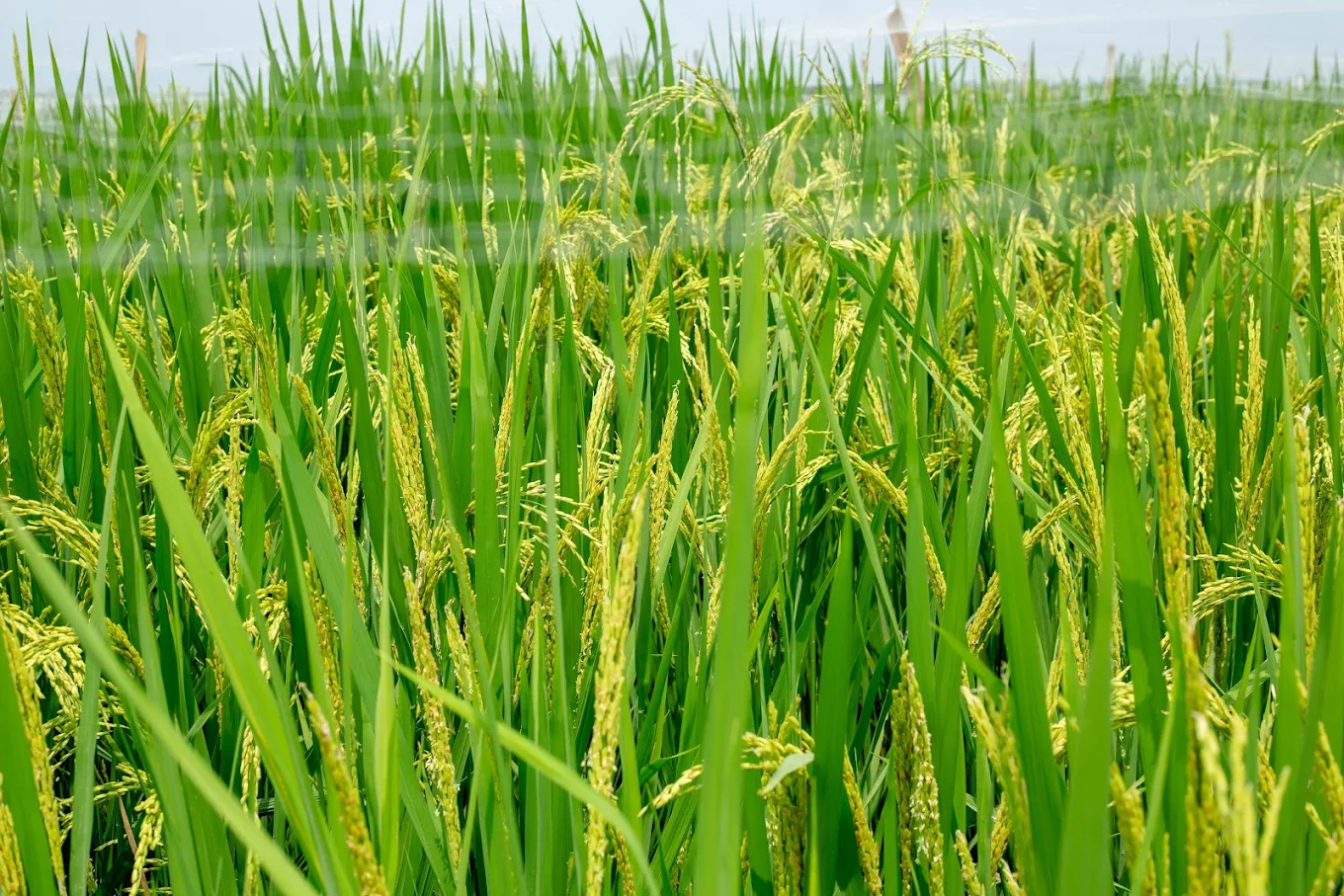 Rice growing in the field